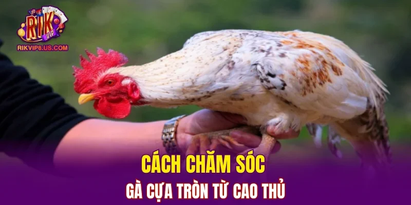 Cách chăm sóc gà cựa tròn từ cao thủ