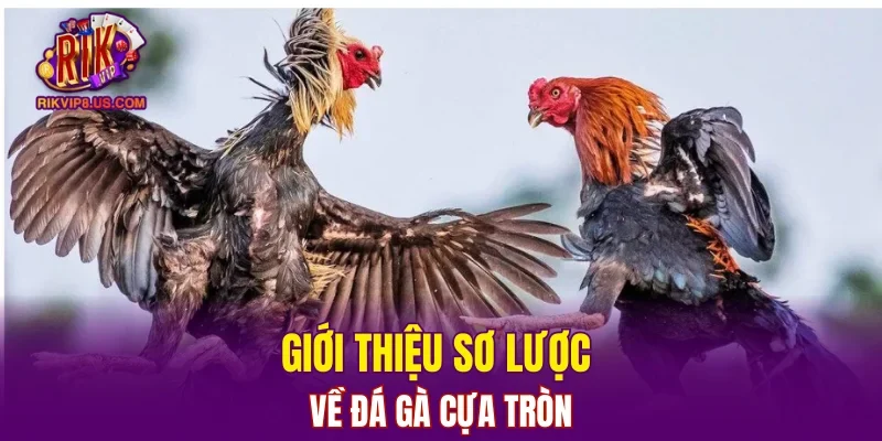 Giới thiệu sơ lược về đá gà cựa tròn