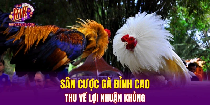 Sân cược gà đỉnh cao, thu về lợi nhuận khủng